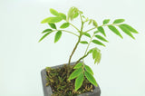 Panamarose Wood Seedling